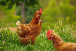 Glückliche Bio-Hühner: Bei Eiern wird besonders oft zu Bioprodukten gegriffen.