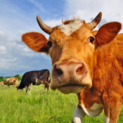 Fleisch und Milch von Tieren, die sich nicht von Kraftfutter ernähren, enthalten höhere Anteile an Fettsäuren.
