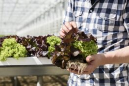 Der Salat wird samt Wurzelballen verkauft und soll damit länger haltbar sein.