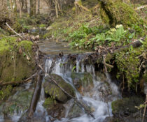 Der Wald trägt zum sauberen Trinkwasser bei. (Bild: Alain Douard/WaldSchweiz)