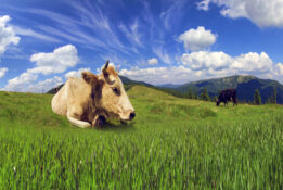 Livestock farming is responsible for the majority of methane emissions in Switzerland - even if to a somewhat lesser extent than estimated.