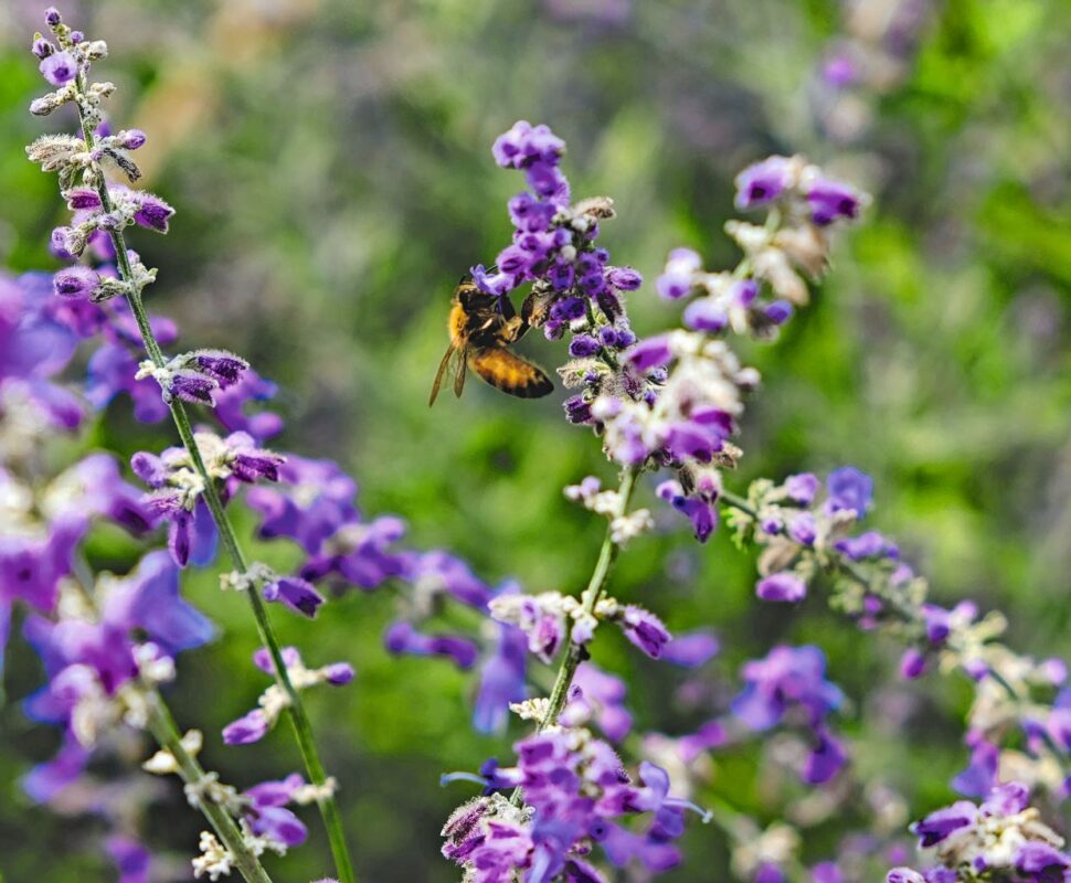 Die Biodiversität rückt stärker in den Fokus von Investoren. © Scotty Turner / Unsplash.com