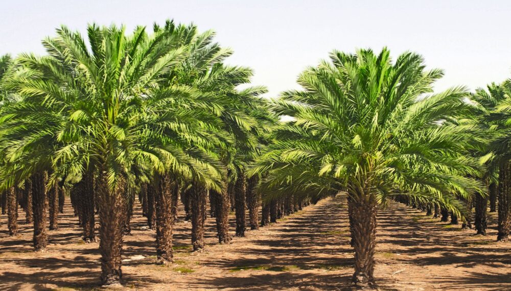 Large areas of rainforest are sacrificed for such palm oil plantations. © Depositphotos.com
